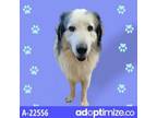 Adopt Frank a Great Pyrenees