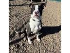 Adopt Axis a Pit Bull Terrier