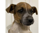 Adopt Billy a Mixed Breed