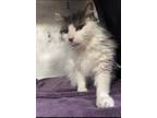 Adopt R260487/ Purrcy a Domestic Long Hair