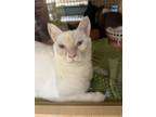 Adopt Cloud (Napa Petco) a Domestic Short Hair