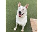 Adopt Ice a Australian Shepherd, Cattle Dog