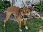 Adopt RYDER a Boxer, Australian Shepherd