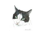 ACEO Original Watercolor Painting 2.5"x3.5" Black & White Cat Pet Portrait