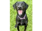 Adopt Neptune a Labrador Retriever, Pointer