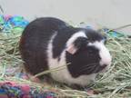 Adopt BILLY a Guinea Pig