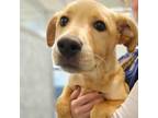 Adopt Chestnut a Mixed Breed
