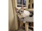 Adopt Slim Shady a Domestic Short Hair