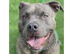 Adopt Roland - ECAS a Pit Bull Terrier