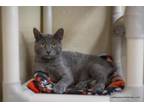 Adopt Jasper a Russian Blue