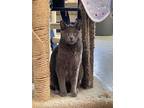 Adopt Neelix a Domestic Short Hair, Russian Blue