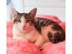 Adopt Archie and Reese a Tabby, Domestic Short Hair