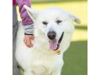 Adopt FERRO a Siberian Husky, Great Pyrenees