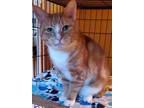 Adopt Bentley P a Domestic Short Hair