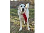 Adopt Tony a Great Pyrenees