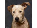 Adopt Douglas - M a Australian Cattle Dog / Blue Heeler, American Staffordshire
