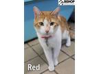 Adopt Red a Domestic Short Hair