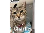 Adopt Charlie a Domestic Short Hair