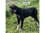 Schnauzer (Giant) Puppy for sale in Smithville, MS, USA