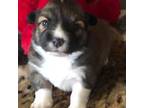 Cavapoo Puppy for sale in Whitesboro, TX, USA