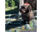 Mutt Puppy for sale in Heath Springs, SC, USA