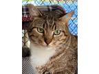 Adopt Myrtle Tripp (Apollo) a Domestic Short Hair, Tabby