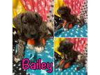 Great Dane Puppy for sale in Inman, SC, USA