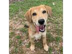 Adopt Sampson a Labrador Retriever