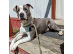 Adopt Woodrow a Pit Bull Terrier, Great Dane