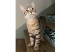 Adopt Waylon a Domestic Short Hair