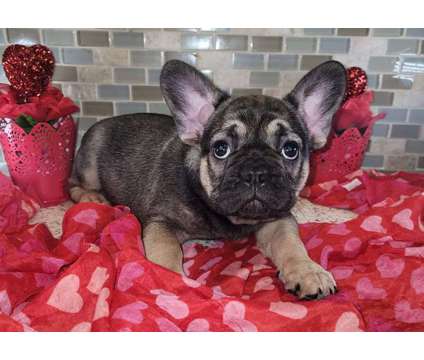 AKC French Bulldog is a Male French Bulldog Puppy For Sale in West Sacramento CA