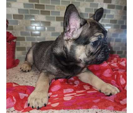 AKC French Bulldog is a Male French Bulldog Puppy For Sale in West Sacramento CA
