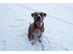 Adopt Angus a Pit Bull Terrier