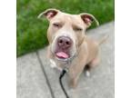 Adopt Sgt. Pepper a Mixed Breed