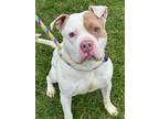 Adopt Zero a Pit Bull Terrier, Mixed Breed