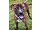 Adopt Static a Pit Bull Terrier, Mixed Breed