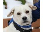 Adopt Chewbarka a Miniature Schnauzer, Labrador Retriever