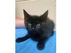 Adopt Mr. Burns a Domestic Short Hair