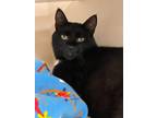 Adopt Zam-Buk a Domestic Short Hair