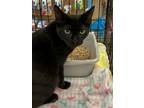 Adopt Zero a Domestic Short Hair