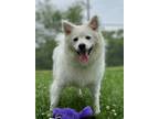 Adopt Sonam a Pomeranian