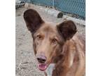 Adopt Gryffin a Mixed Breed, Border Collie