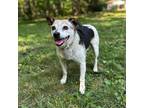 Adopt Buddy a Beagle, Jack Russell Terrier