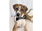 Adopt Beef a Catahoula Leopard Dog, Mixed Breed