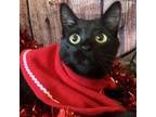 Adopt Malachi a Domestic Short Hair