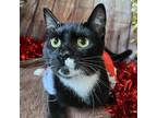 Adopt Pip a Domestic Short Hair