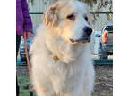 Adopt Mikey a Great Pyrenees