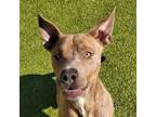 Adopt Jake BAS a Pit Bull Terrier