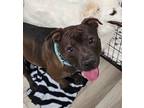 Adopt Bruno a American Staffordshire Terrier