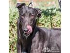 Adopt Onyx a Greyhound